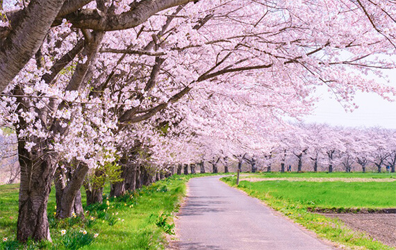 地球温暖化で桜の開花に異変!?　日本列島でいっせい開花も？