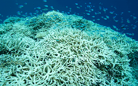 サンゴの白化3分の1が絶滅の危機2