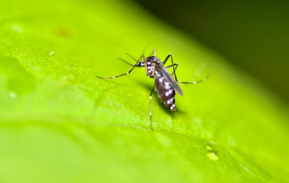 地球温暖化が進むと秋も蚊が活発になる!?懸念される感染症の脅威とは