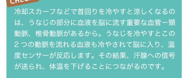 CHECK!冷却スカーフなどで首回りを冷やすと涼しくなるのは、うなじの部分に血液を脳に流す重要な血管－頸動脈、椎骨動脈があるから。うなじを冷やすとこの2つの動脈を流れる血液も冷やされて脳に入り、温度センサーが反応します。その結果、汗腺への信号が送られ、体温を下げることにつながるのです。