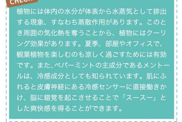 CHECK!植物には体内の水分が体表から水蒸気として排出する現象、すなわち蒸散作用があります。このとき周囲の気化熱を奪うことから、植物にはクーリング効果があります。夏季、部屋やオフィスで、観葉植物を楽しむのも涼しく過ごすためには有効です。また、ペパーミントの主成分であるメントールは、冷感成分としても知られています。肌にふれると皮膚神経にある冷感センサーに直接働きかけ、脳に錯覚を起こさせることで「スースー」とした爽快感を得ることができます。
