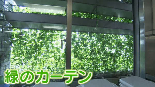 広島市が開催している「緑のカーテンコンクール」で最優秀賞と優秀賞を受賞した取組事例を取材しました。どちらの関係者もグリーンカーテンの効率を実感しており、クールビズを実践しています。