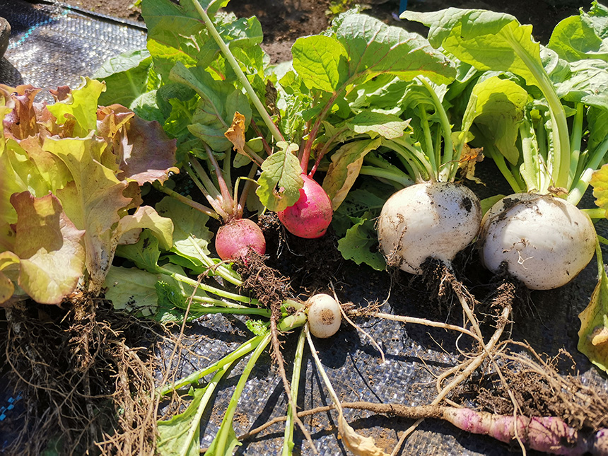 浦林さんが育てた有機野菜